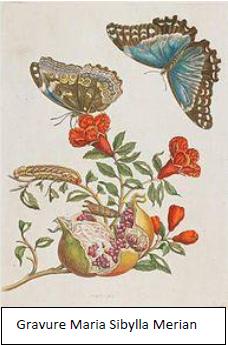 Scandale Lumineux chez les Insectes