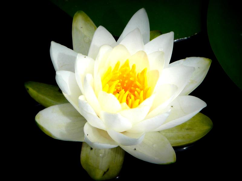 Regnard Sandrine Naturopathie et Massages Bien-être