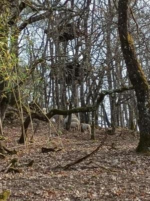 Terrain - 31 309 m²