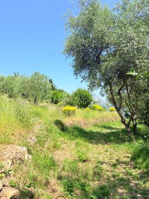 Terrain - 1 562 m²