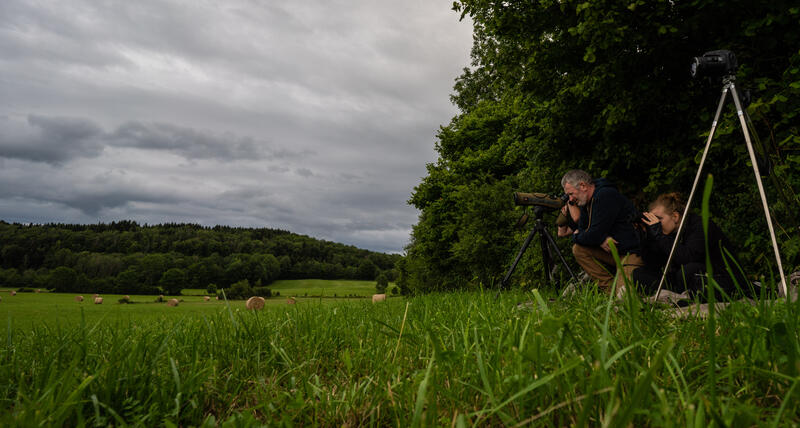 Soirée affût et observation de la faune sauvage