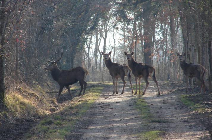 Manoir - 800 m² - 150 pièces