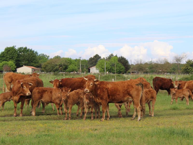 Semaine de la Biodiversité - Balade transhumance et repas à la ferme des prairies de Pallard
