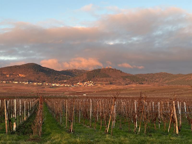 Initiation au trail, découverte sportive d'Eguisheim