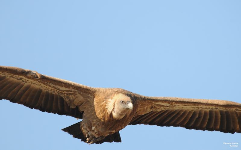 Randonnée "Sur les traces des vautours"