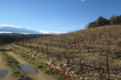 Terrain agricole - 6 890 m²