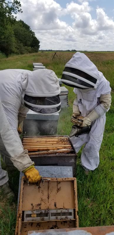 Immersion au coeur de la ruche et dégustation gourmande