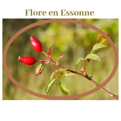 Flore en Essonne