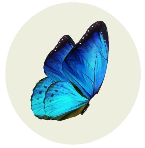 Association Réseau Papillon