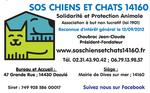 sos chiens et chats14160